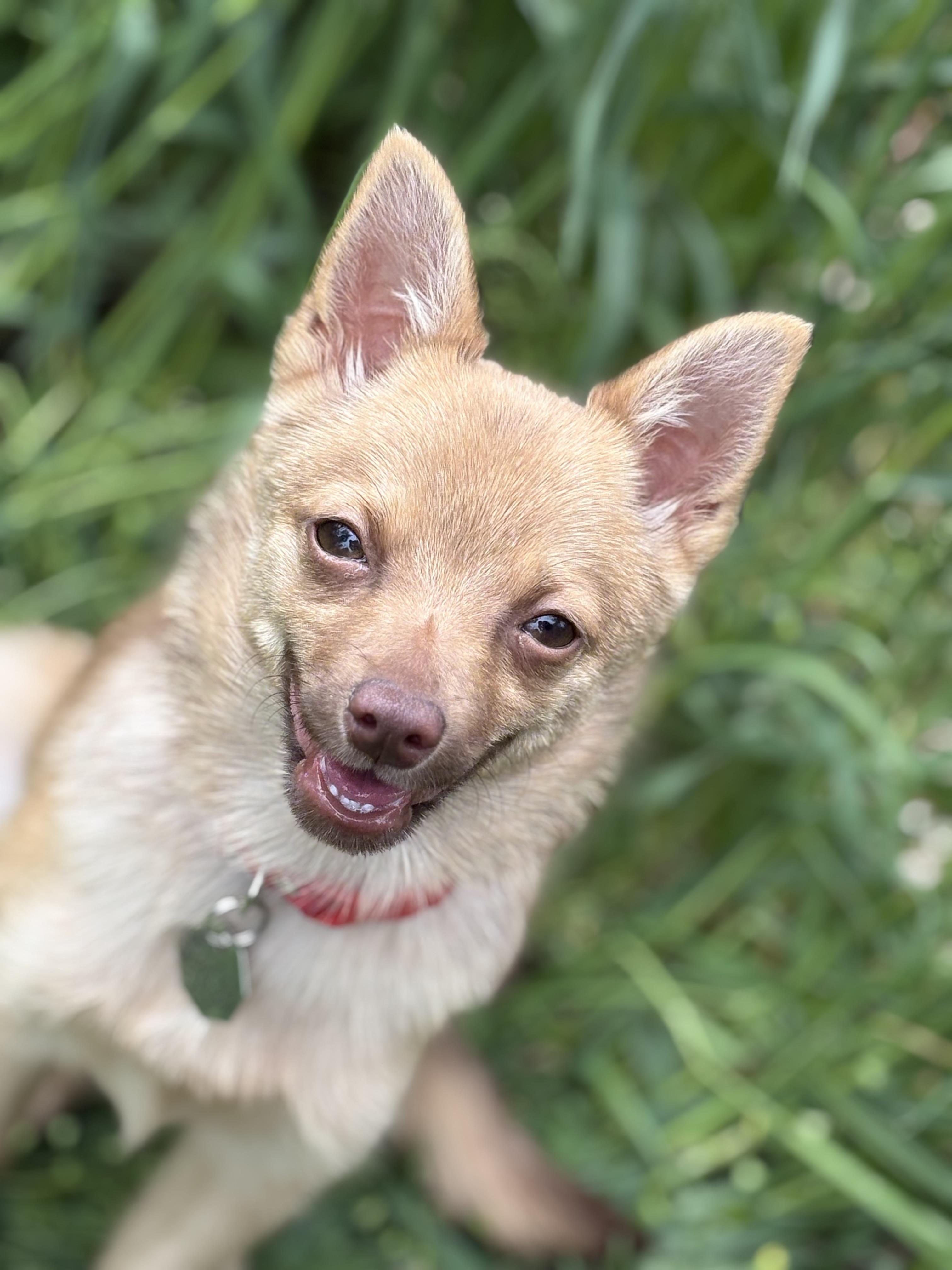 Enlarge Tyra, a ADOPTABLE Chihuahua in Salt Lake City, UT image 6/6