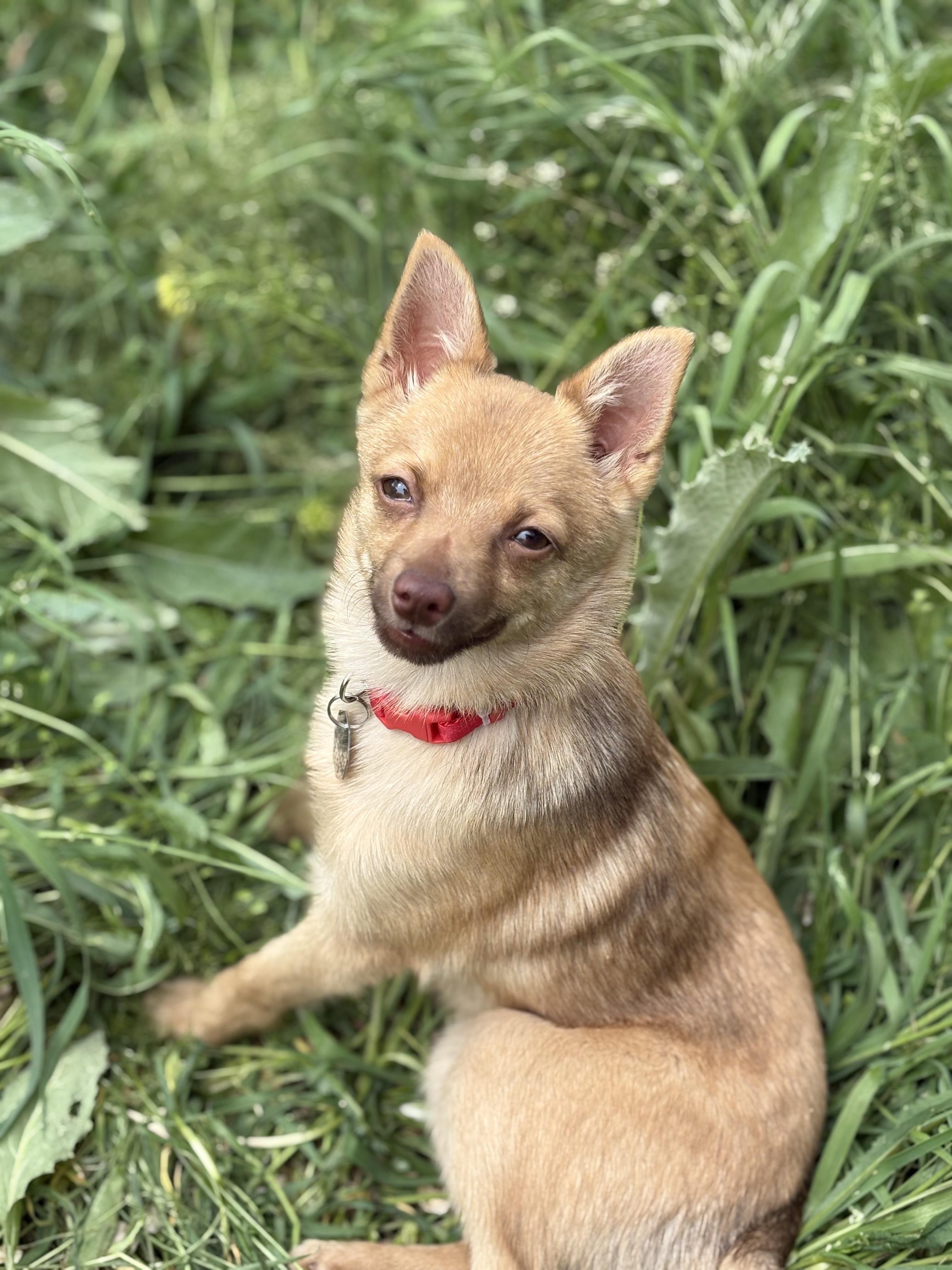 Enlarge Tyra, a ADOPTABLE Chihuahua in Salt Lake City, UT image 4/6