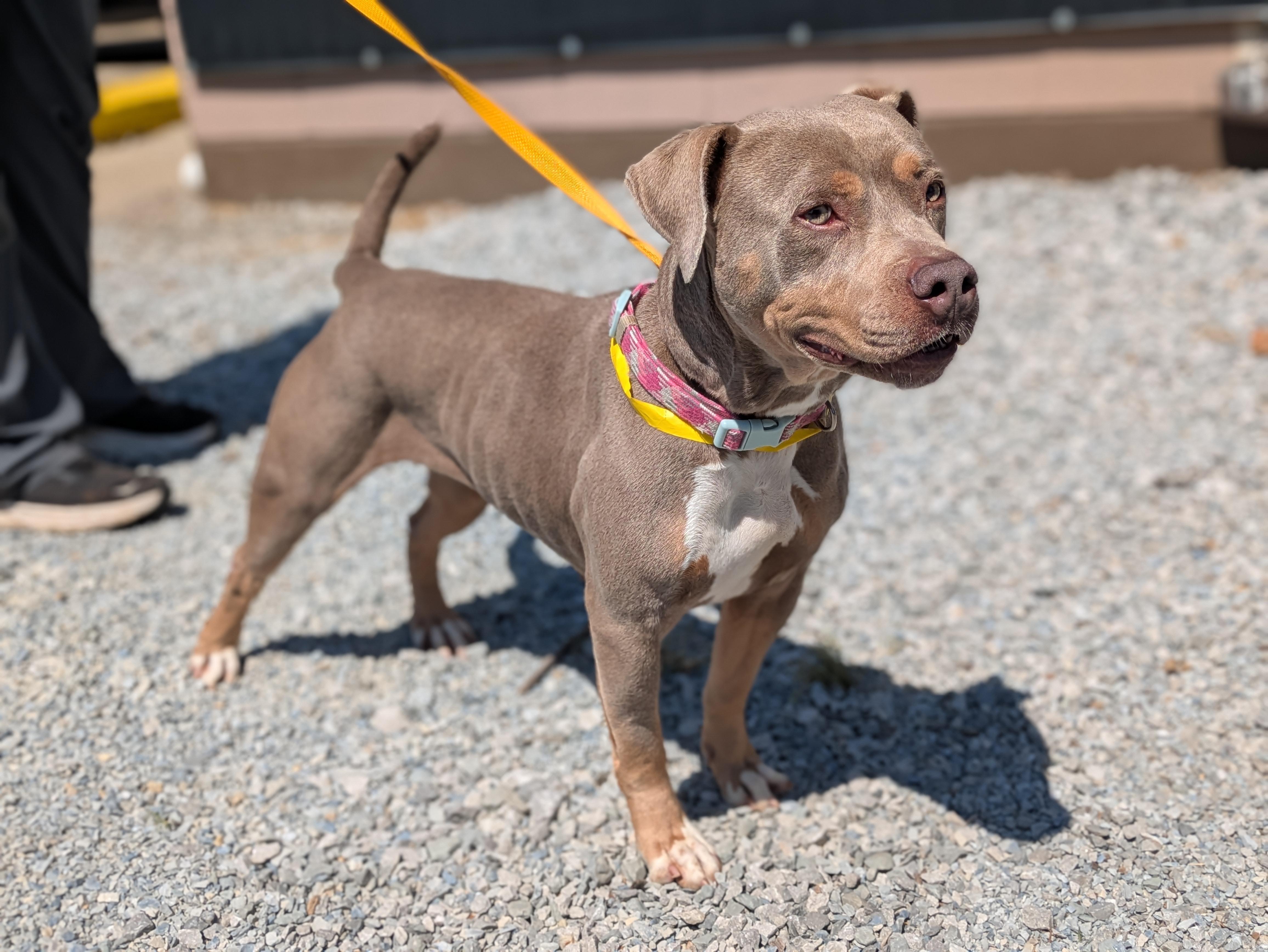 Enlarge Nola, a ADOPTABLE mixed breed in Huntsville, AL image 5/6