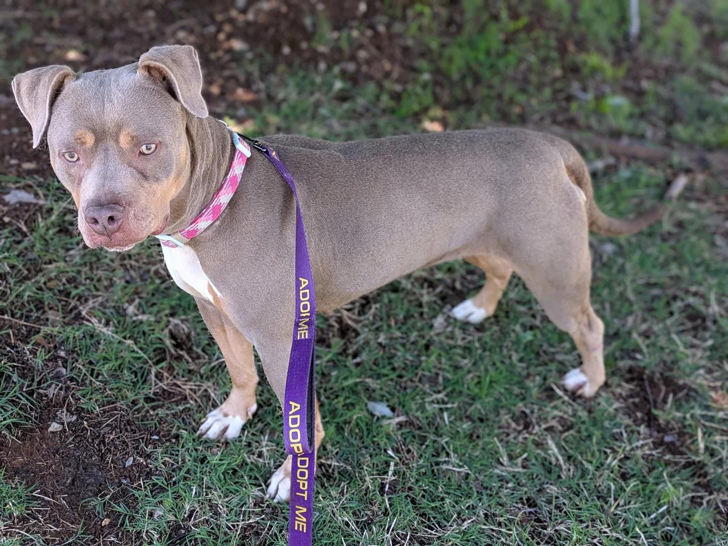 Enlarge Nola, a ADOPTABLE mixed breed in Huntsville, AL image 3/6