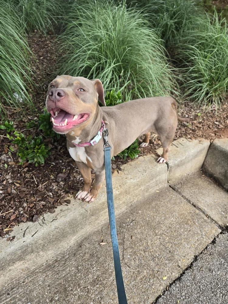 Enlarge Nola, a ADOPTABLE mixed breed in Huntsville, AL image 2/6