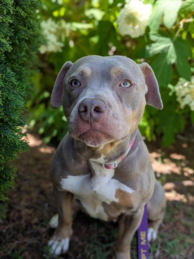 Enlarge Nola, a ADOPTABLE mixed breed in Huntsville, AL image 1/6