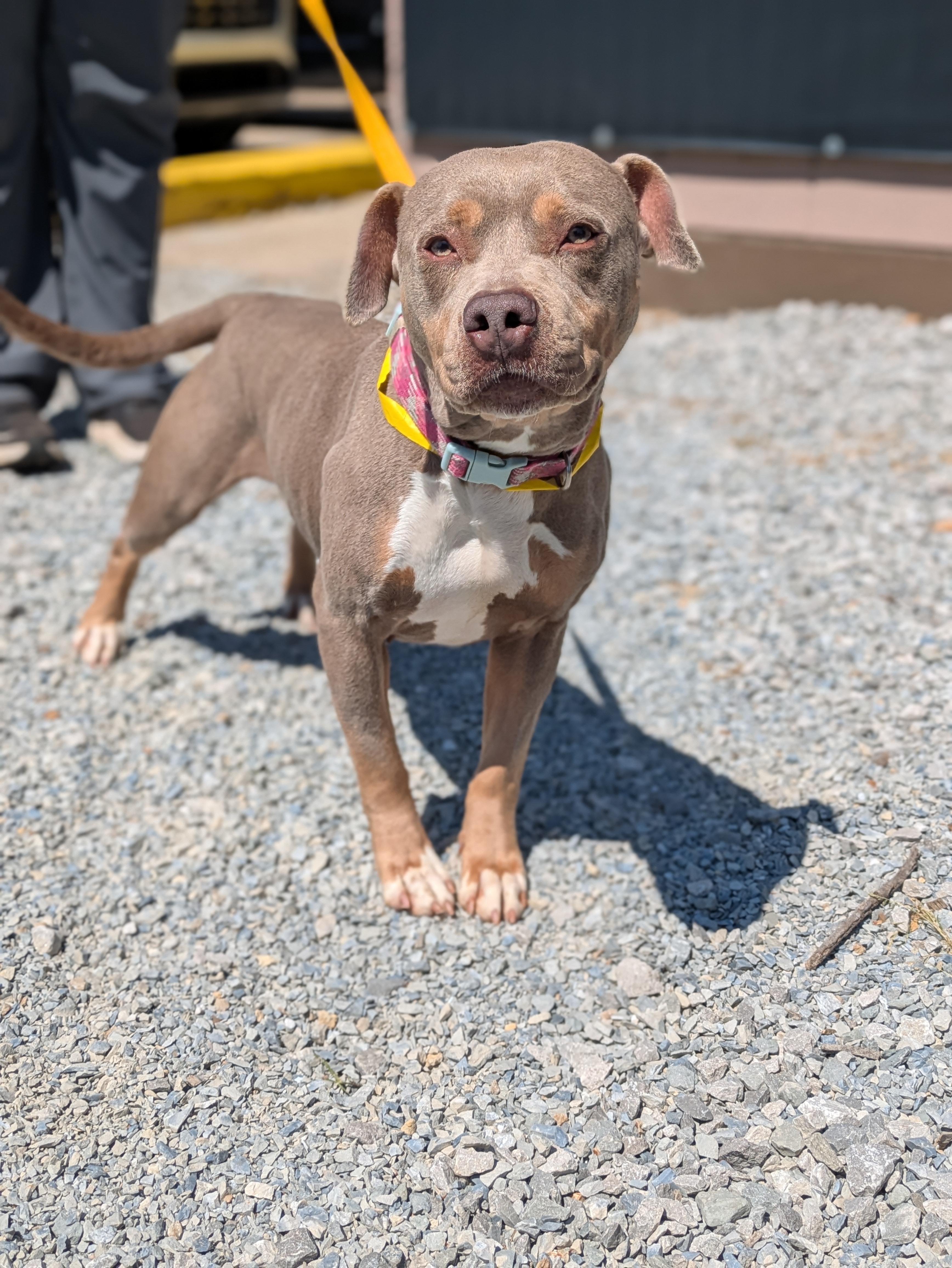 Enlarge Nola, a ADOPTABLE mixed breed in Huntsville, AL image 6/6