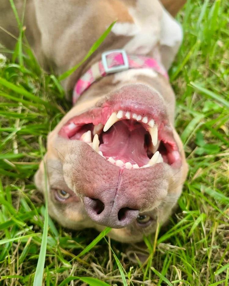 Enlarge Nola, a ADOPTABLE mixed breed in Huntsville, AL image 4/6