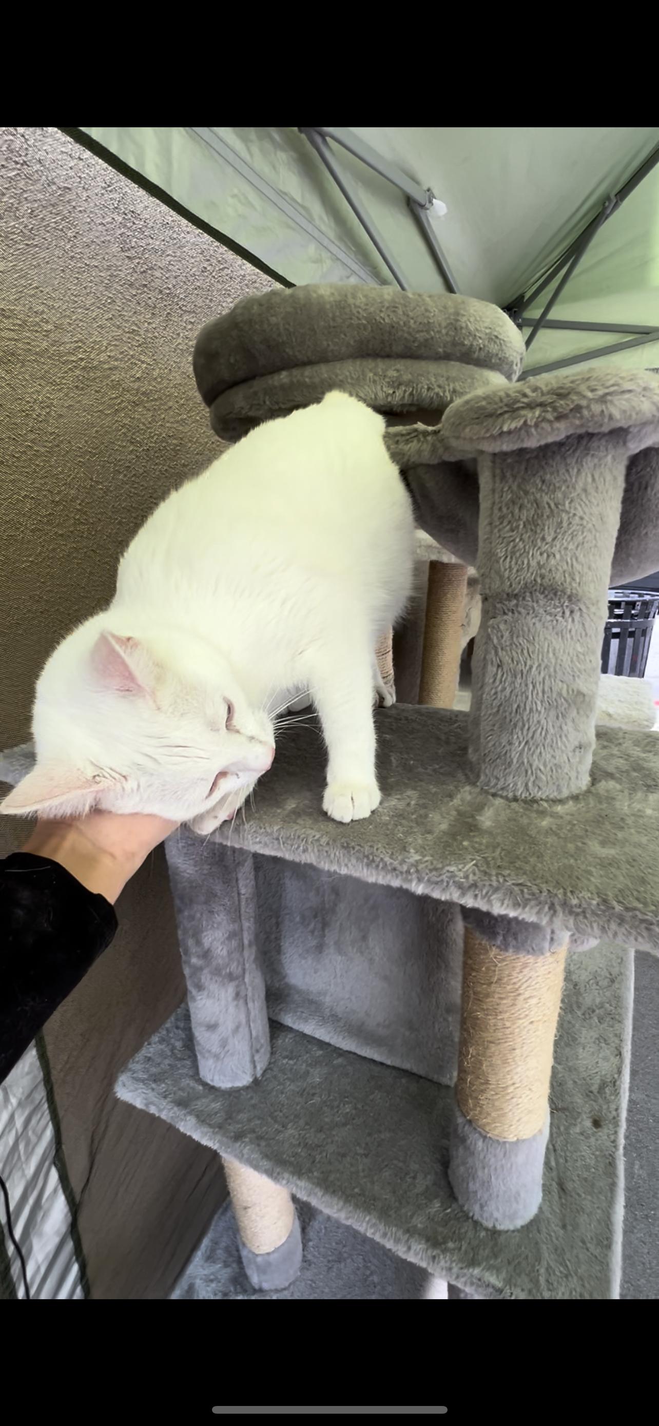 Enlarge Brimaz, a Adopted American Shorthair in chino, CA image 1/6