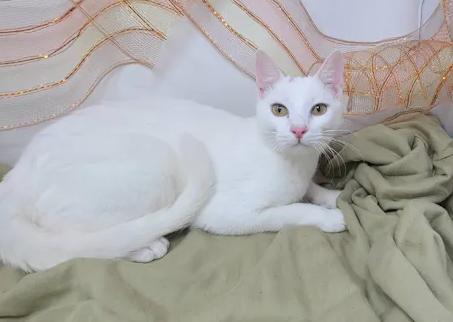 Enlarge Brimaz, a Adopted American Shorthair in chino, CA image 3/6