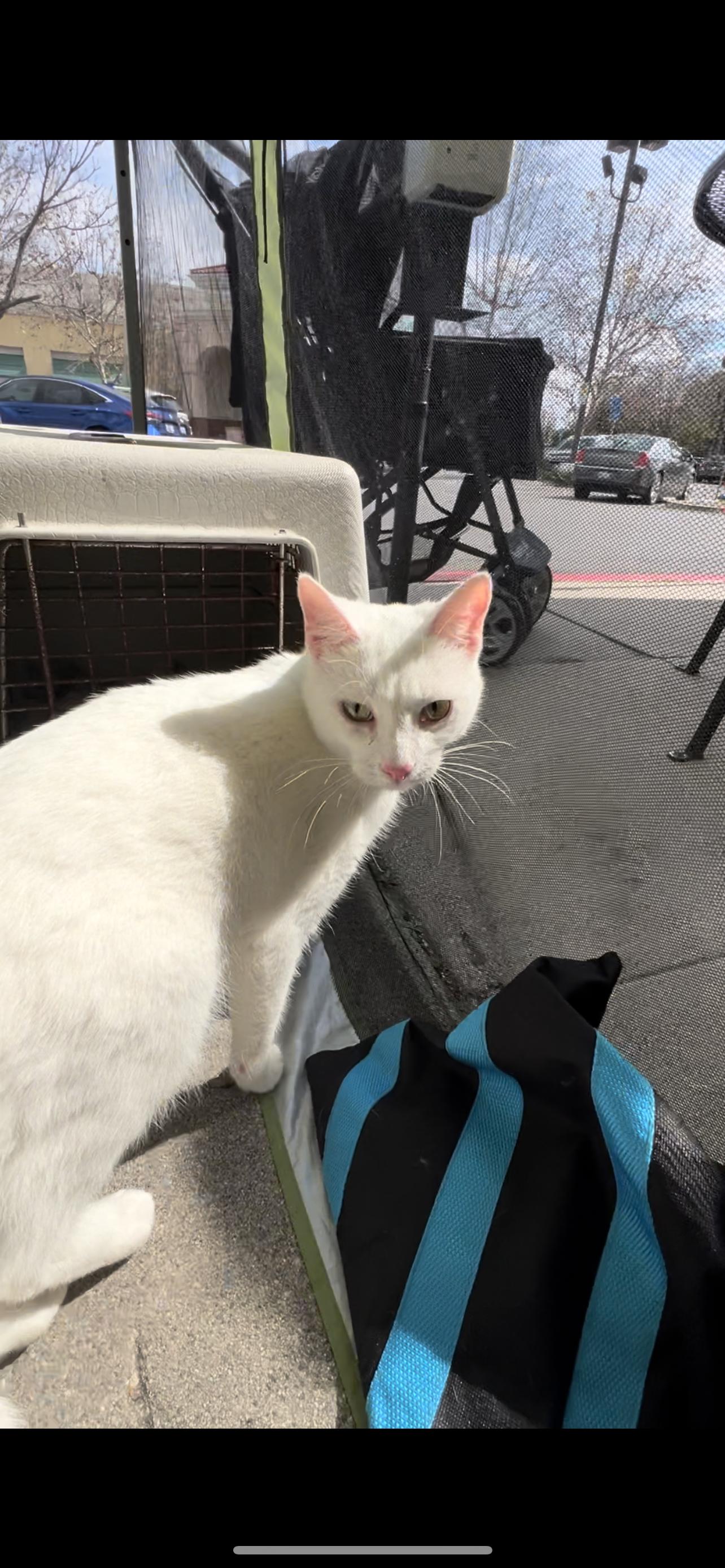 Enlarge Brimaz, a Adopted American Shorthair in chino, CA image 4/6