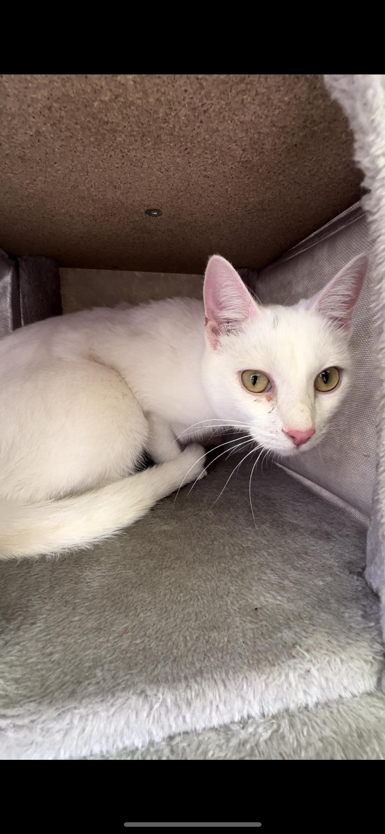 Enlarge Brimaz, a Adopted American Shorthair in chino, CA image 5/6