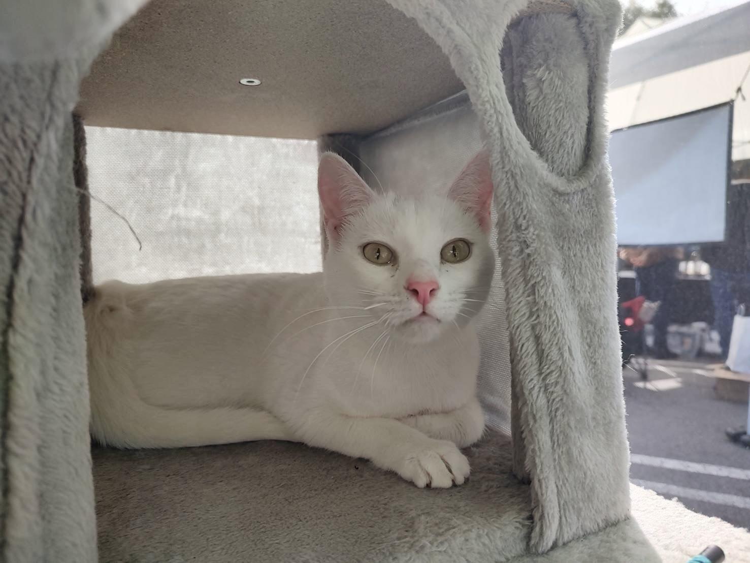 Enlarge Brimaz, a Adopted American Shorthair in chino, CA image 6/6