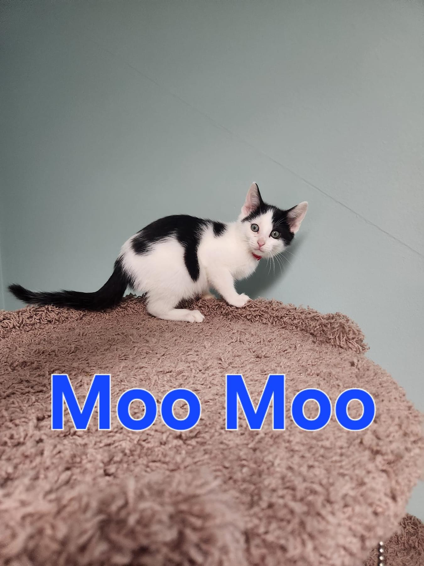 Cat for adoption Moo Moo, a Domestic Short Hair in Blaine, MN Petfinder