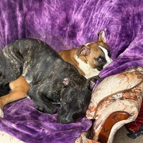 Kiruna, a Adoptable mixed breed in East Saint Louis, IL image 4/6
