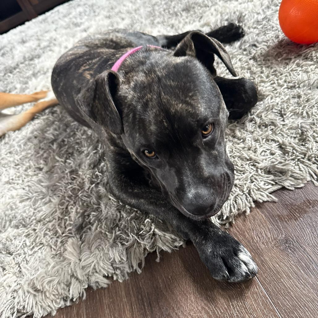 Kiruna, a Adoptable mixed breed in East Saint Louis, IL image 3/6