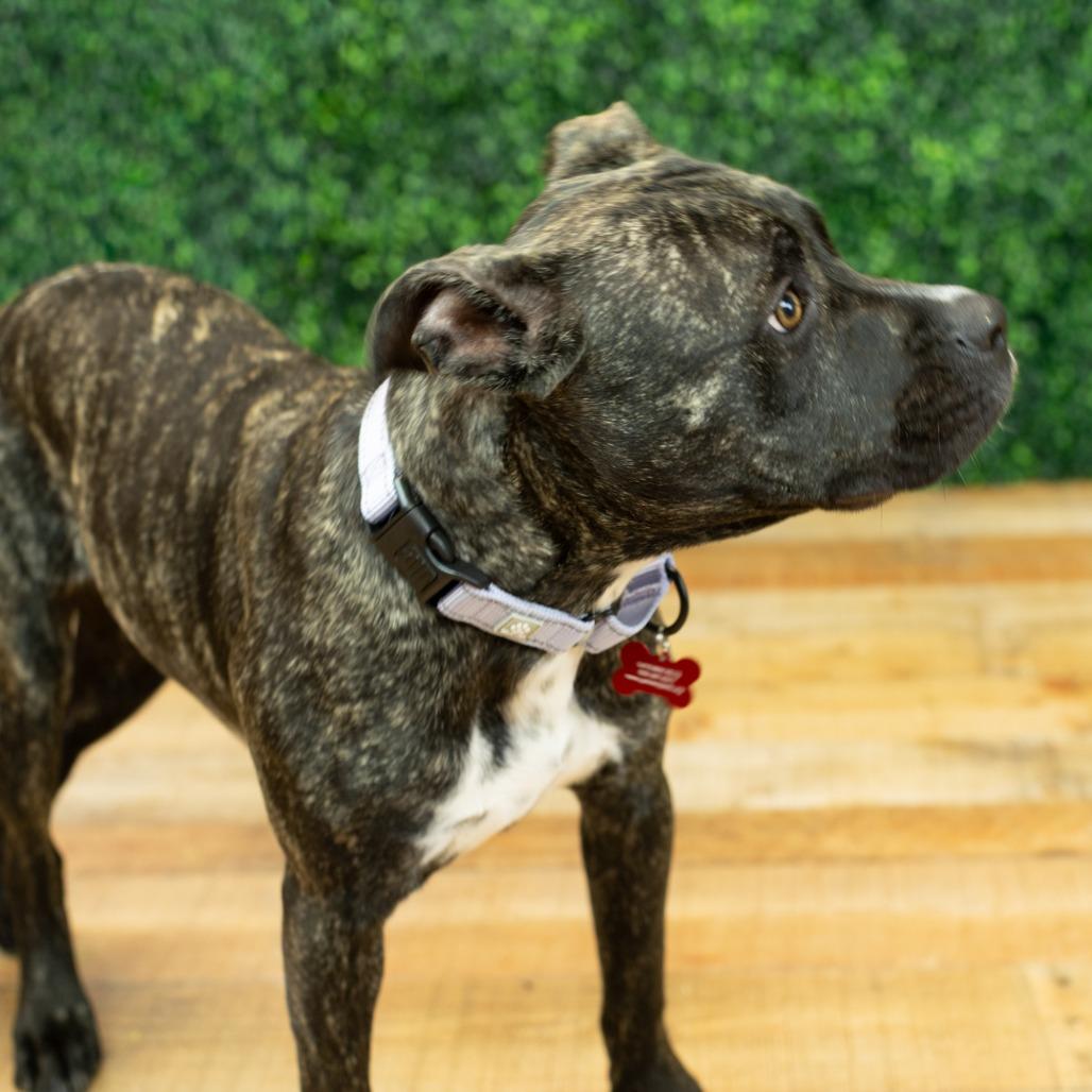 Kiruna, a Adoptable mixed breed in East Saint Louis, IL image 5/6