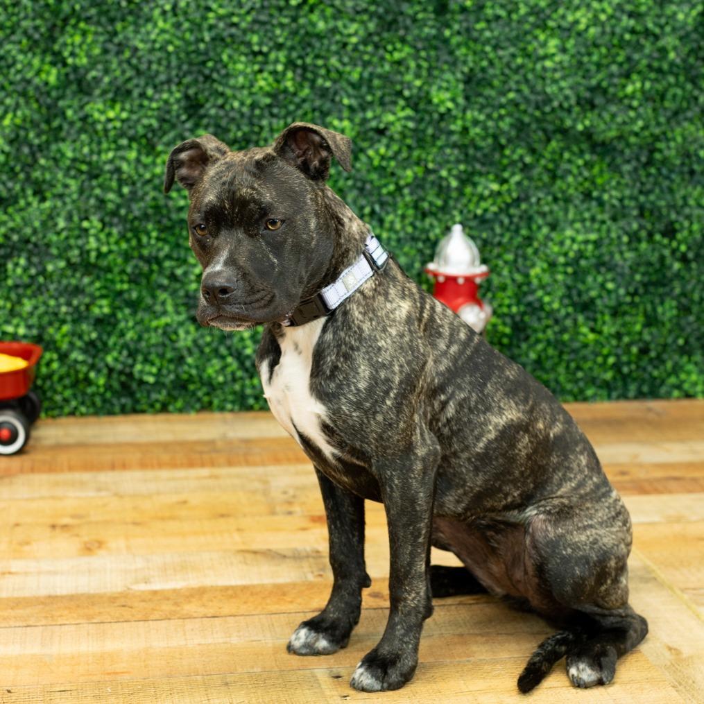 Kiruna, Adoptable, Young Female Pit Bull Terrier & Pit Bull Terrier.