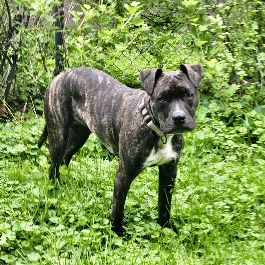Kiruna, a Adoptable mixed breed in East Saint Louis, IL image 2/6