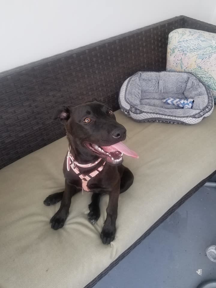 Skye, a Adoptable mixed breed in Loxahatchee, FL image 1/10