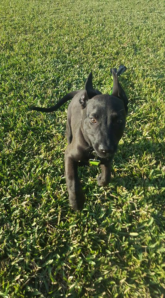 Skye, a Adoptable mixed breed in Loxahatchee, FL image 2/10
