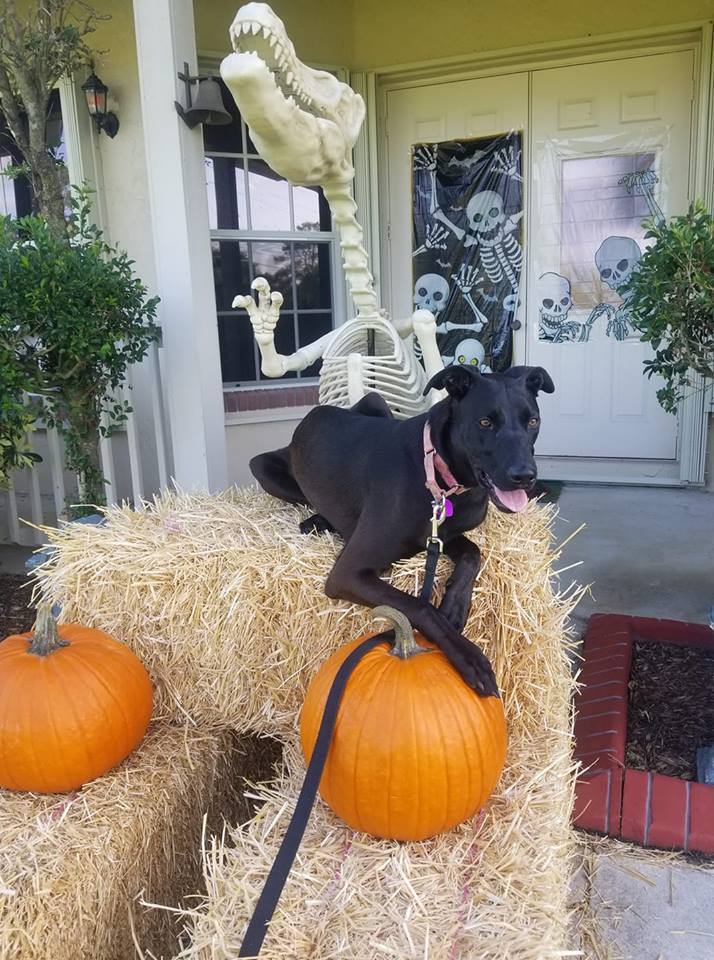 Skye, a Adoptable mixed breed in Loxahatchee, FL image 3/10