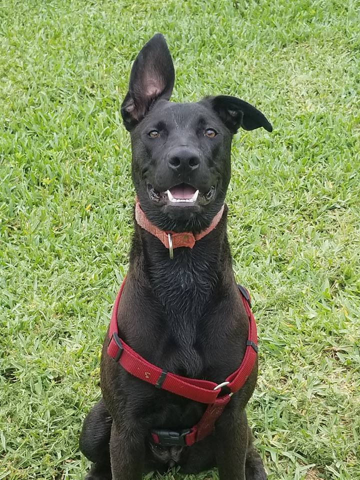 Skye, a Adoptable mixed breed in Loxahatchee, FL image 4/10