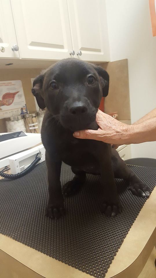 Skye, a Adoptable mixed breed in Loxahatchee, FL image 5/10