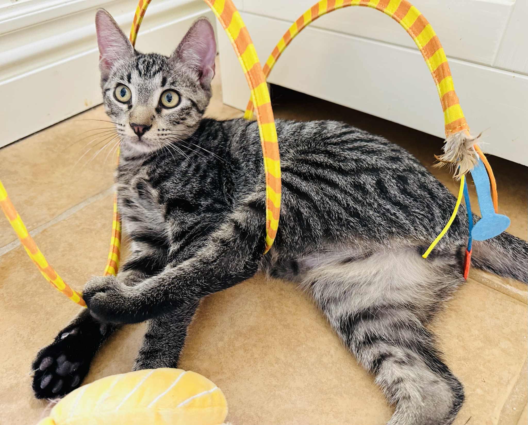 Cena, a Adoptable Tabby in Branson, MO image 2/6