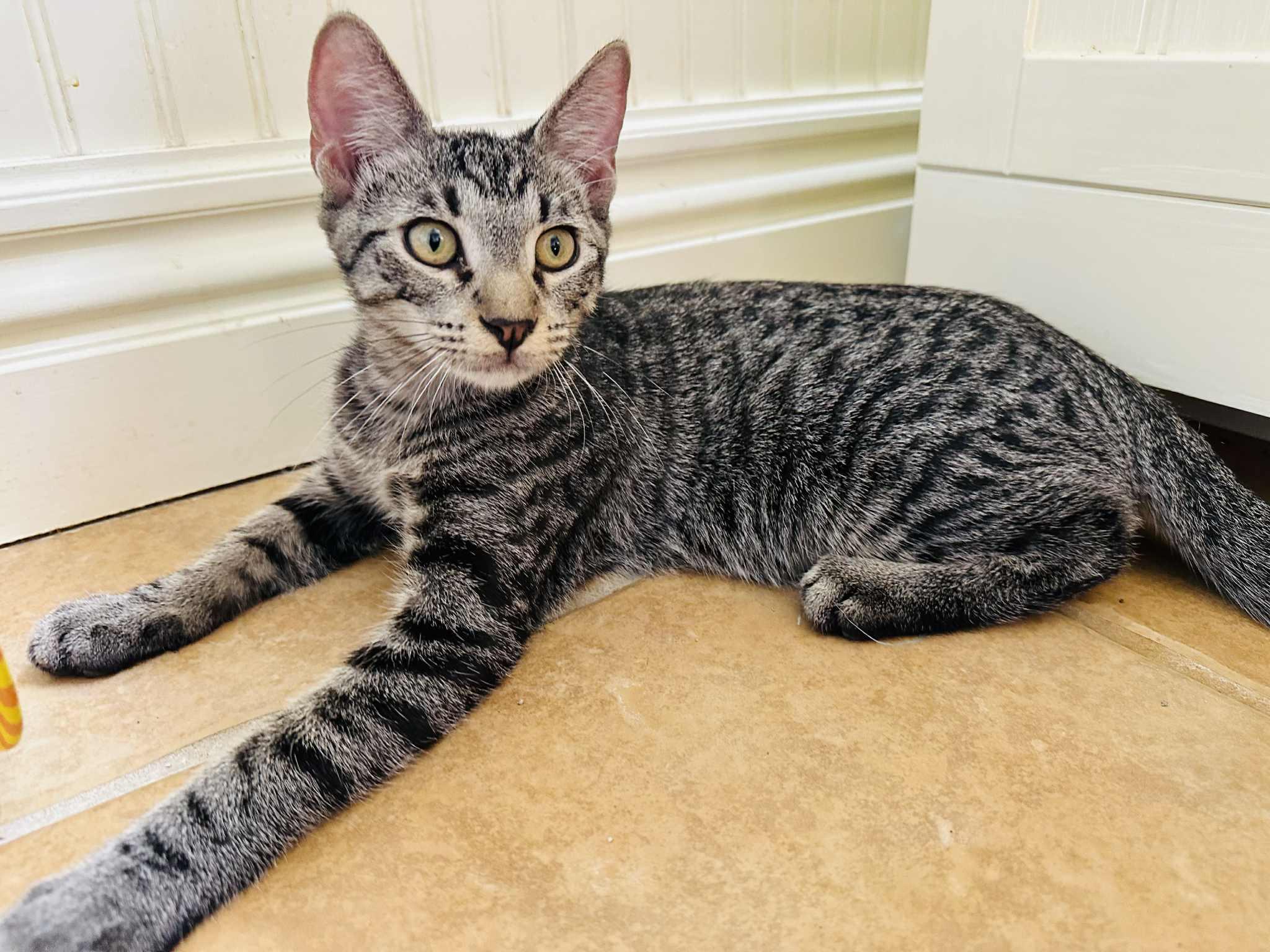 Cena, a Adoptable Tabby in Branson, MO image 3/6