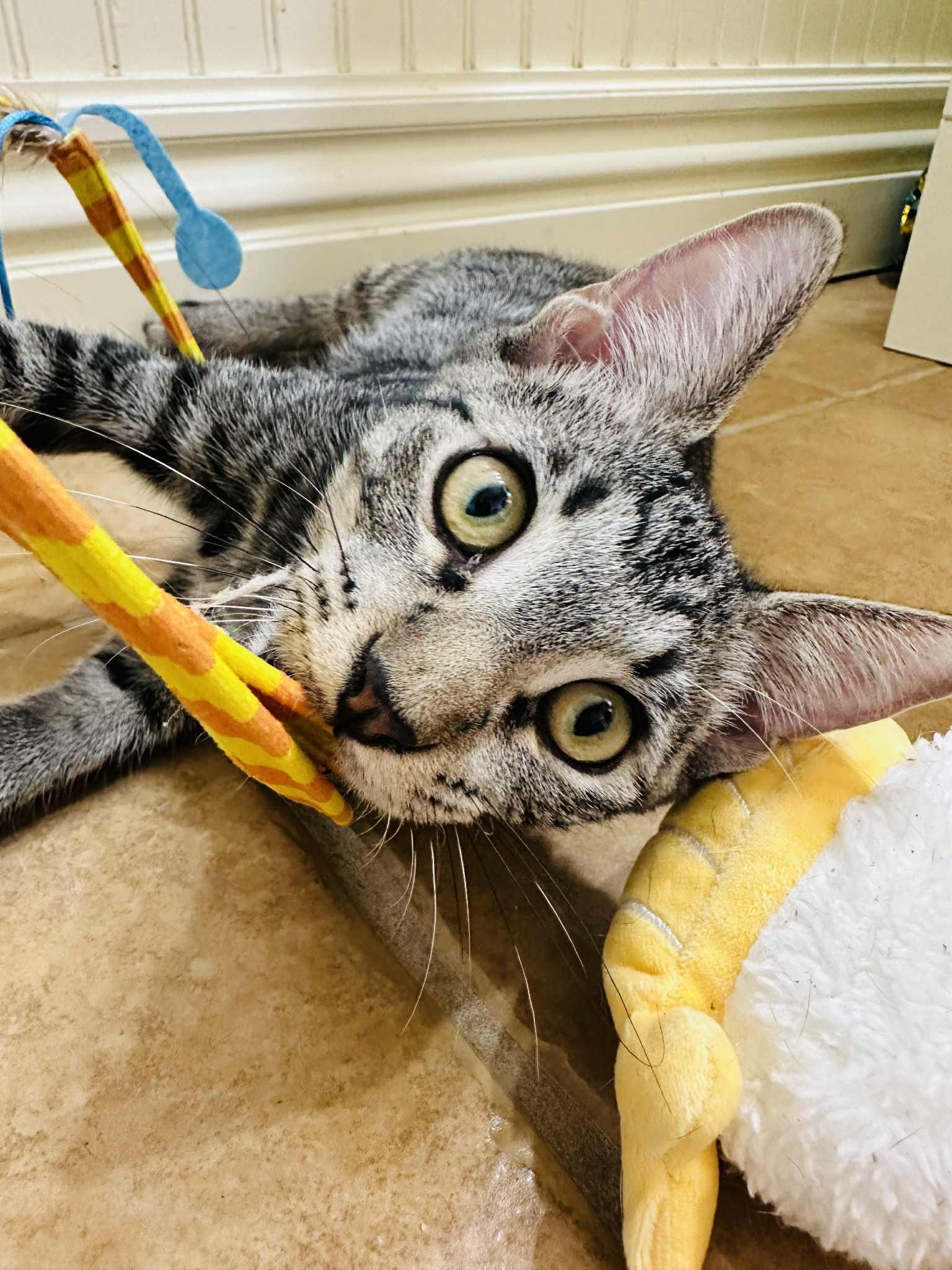 Cena, a Adoptable Tabby in Branson, MO image 4/6