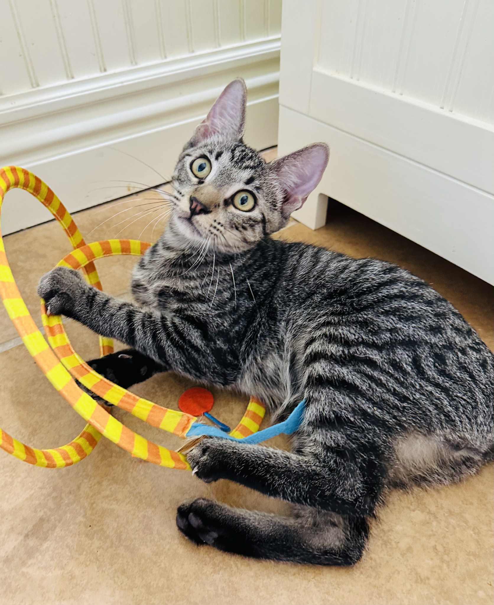 Cena, a Adoptable Tabby in Branson, MO image 5/6