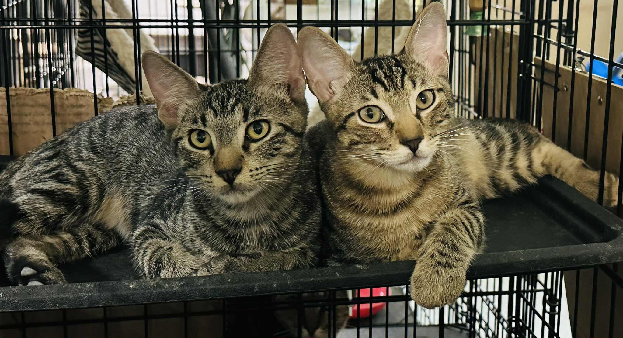 Cena, a Adoptable Tabby in Branson, MO image 6/6