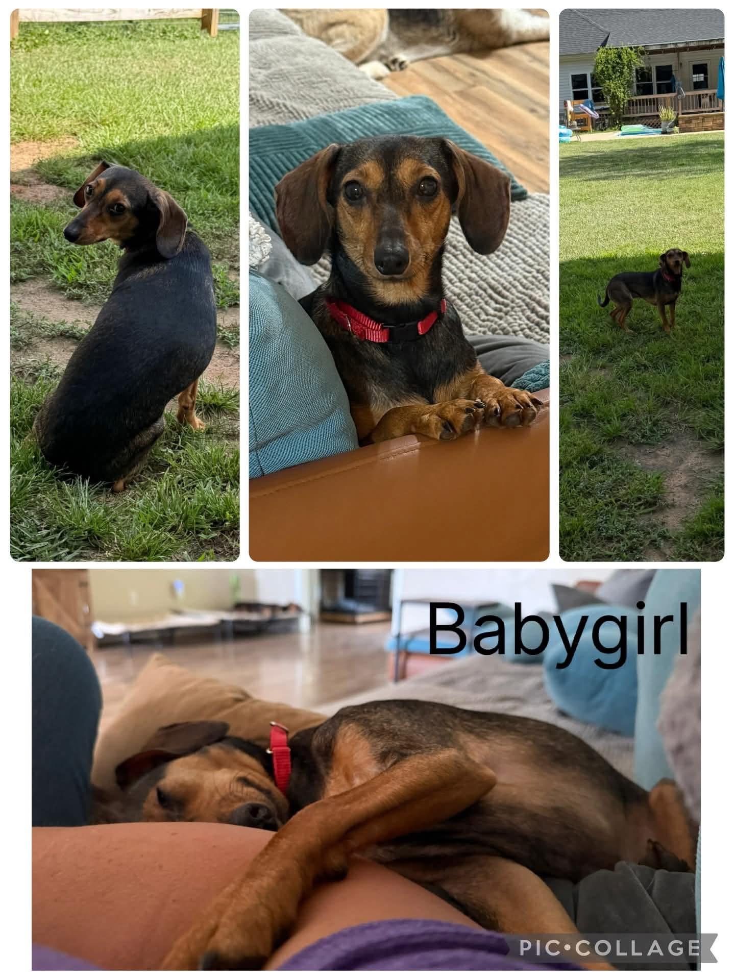 Babygirl, adopted, Young Female Chiweenie.