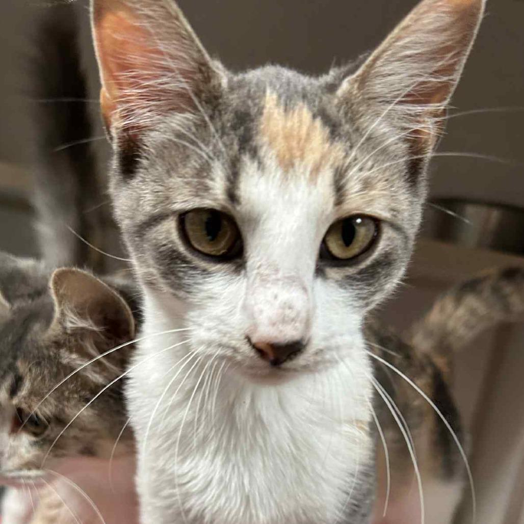 Louise, Adoptable, Young Female Domestic Short Hair.