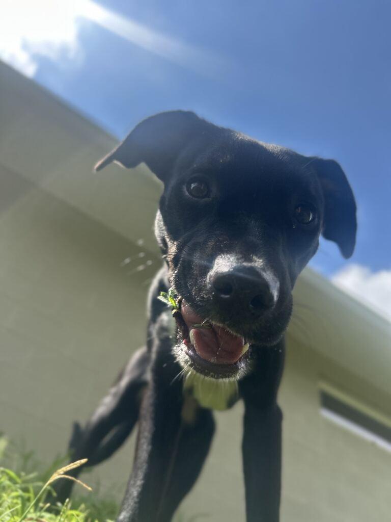 PIPPIN, Adoptable, Puppy Female Pit Bull Terrier & Mixed Breed.
