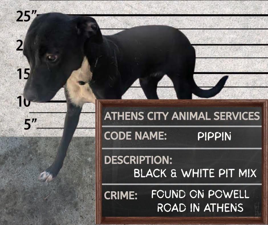 PIPPIN, a Adoptable mixed breed in Athens, AL image 3/6