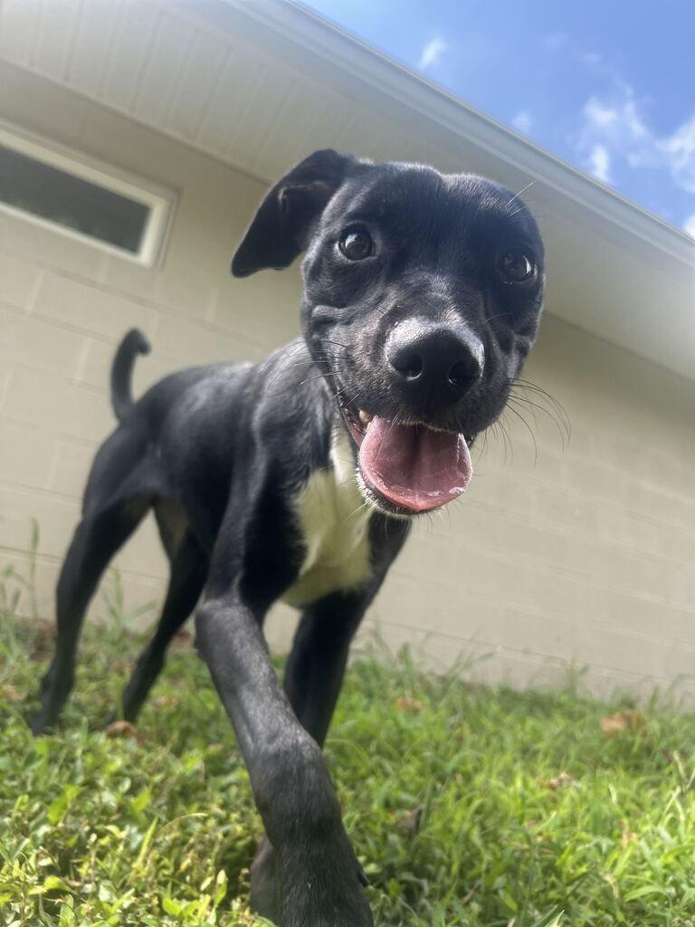 PIPPIN, a Adoptable mixed breed in Athens, AL image 5/6