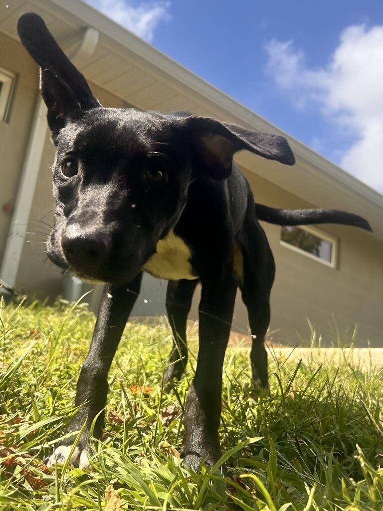 PIPPIN, a Adoptable mixed breed in Athens, AL image 6/6