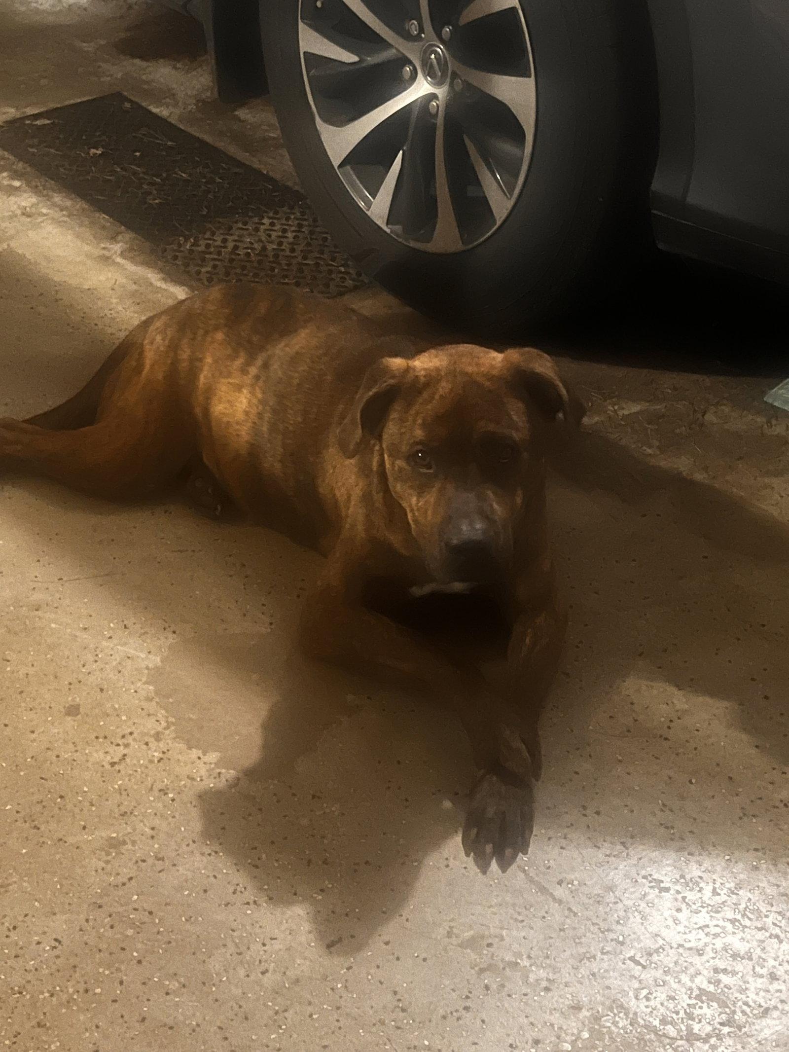 Marley, Adoptable, Adult Male Plott Hound & American Bulldog.