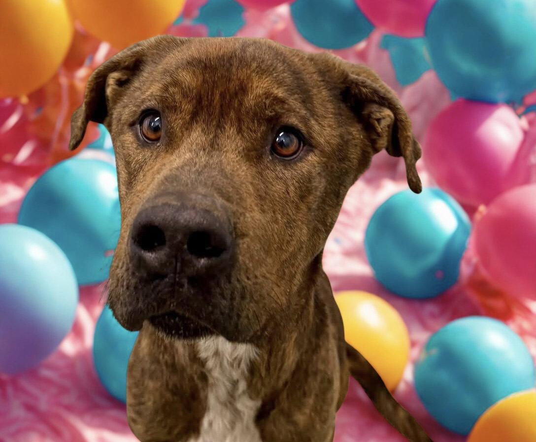 Enlarge Marley, a Adoptable mixed breed in Forest Hill, MD image 2/3