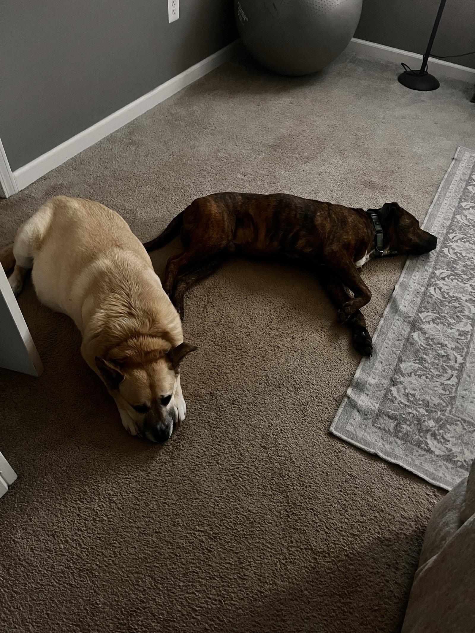 Enlarge Marley, a Adoptable mixed breed in Forest Hill, MD image 3/3