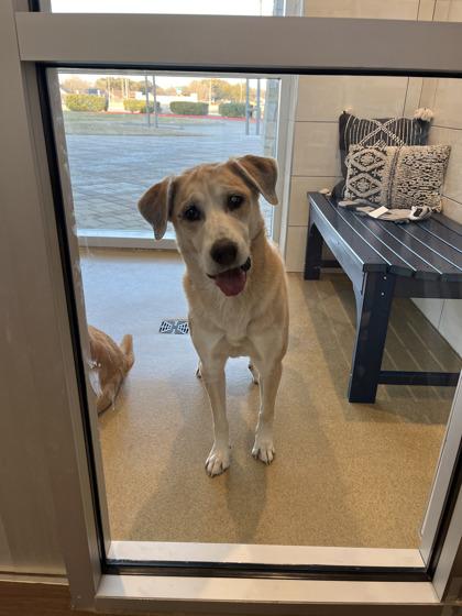 Thelma, Adoptable, Adult Female Labrador Retriever & Mixed Breed.