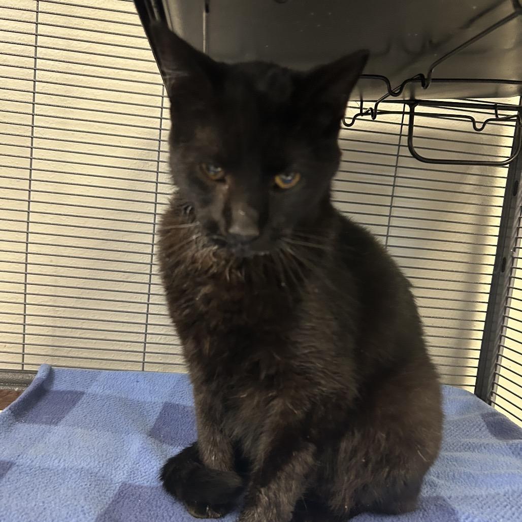 Enlarge Mr Wilson, a Adoptable Domestic Short Hair in Hannibal, MO image 1/1
