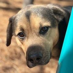 Milo, a Adoptable Shepherd in Calverton, NY image 1/2