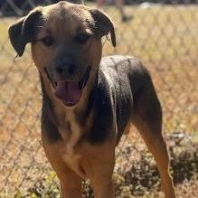 Milo, a Adoptable Shepherd in Calverton, NY image 2/2