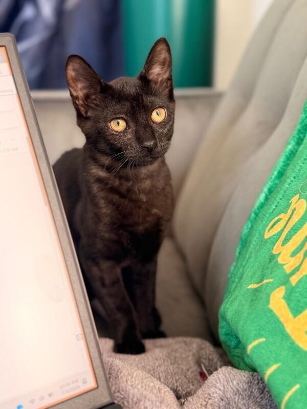 Enlarge Stormy, a Adoptable Domestic Short Hair in North Babylon, NY image 1/4