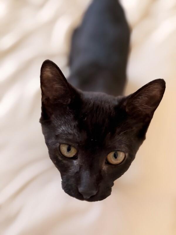 Enlarge Stormy, a Adoptable Domestic Short Hair in North Babylon, NY image 2/4