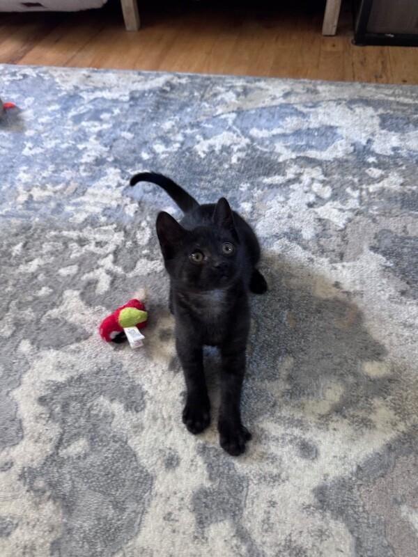 Stormy, Adoptable, Young Female Domestic Short Hair.