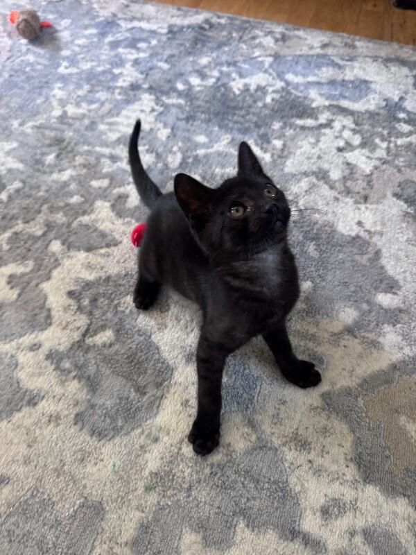 Stormy, a Adoptable Domestic Short Hair in North Babylon, NY image 2/6