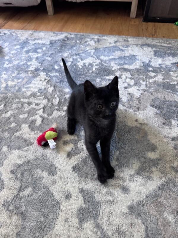 Stormy, a Adoptable Domestic Short Hair in North Babylon, NY image 3/6