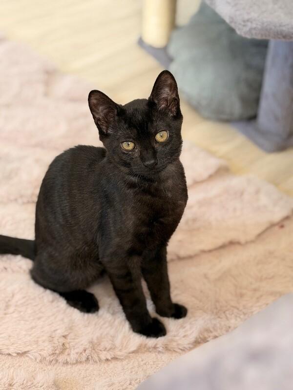 Enlarge Stormy, a Adoptable Domestic Short Hair in North Babylon, NY image 3/4