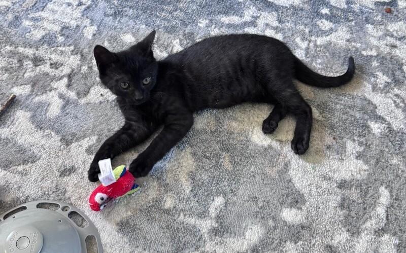 Stormy, a Adoptable Domestic Short Hair in North Babylon, NY image 4/6