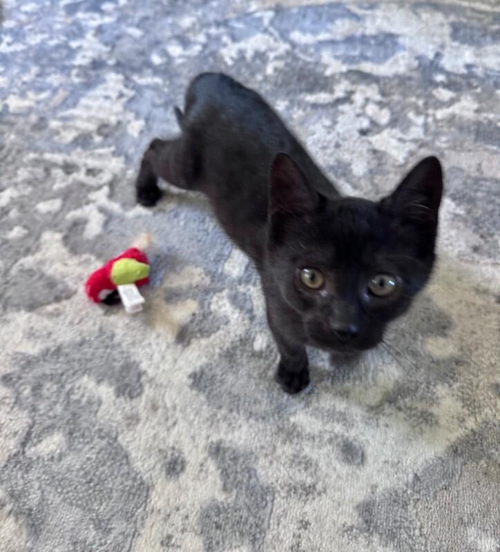Stormy, a Adoptable Domestic Short Hair in North Babylon, NY image 5/6